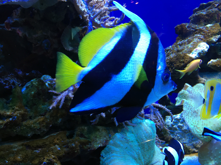 akwarium w Muzeum Oceanu kolorowa ryba
