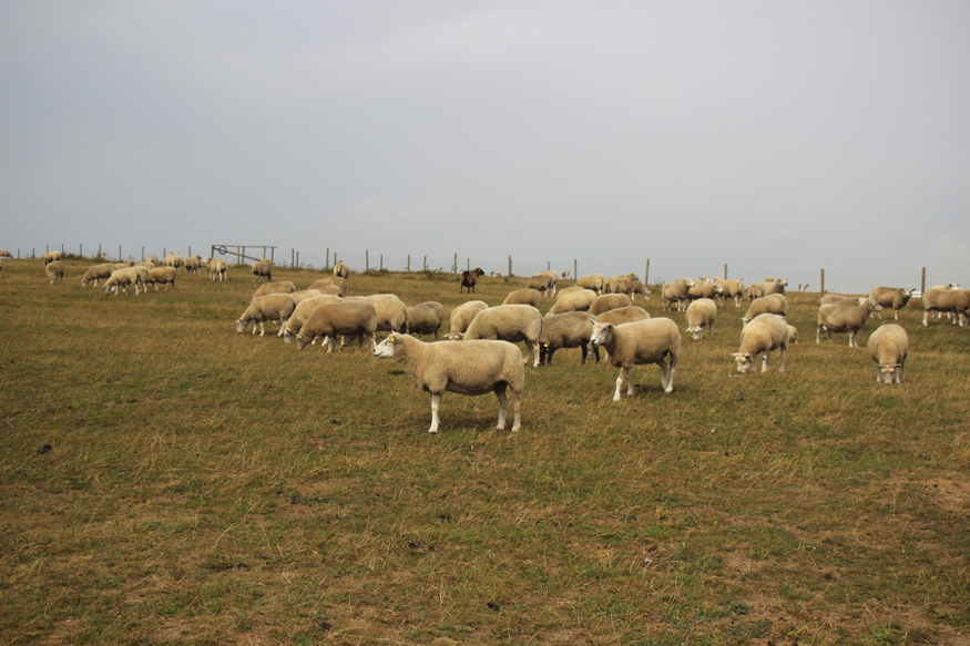 owce na Ales Stenar