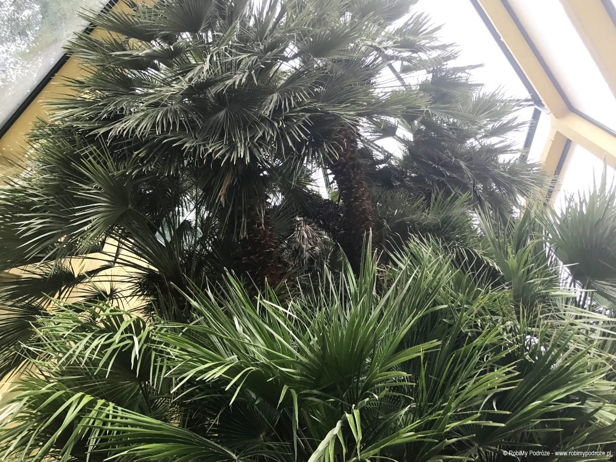 palma św. Piotra w Padwie