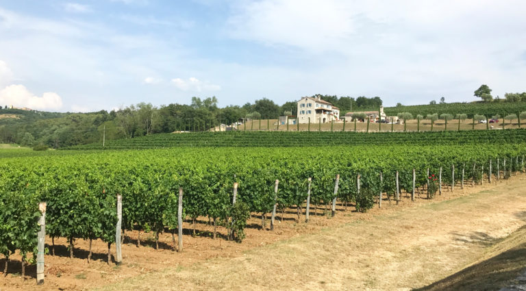 Winnica w Chorwacji, piękna Kabola na Istrii (Eurotrip #10)