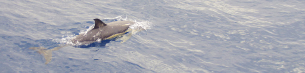 delfiny w Oceanie