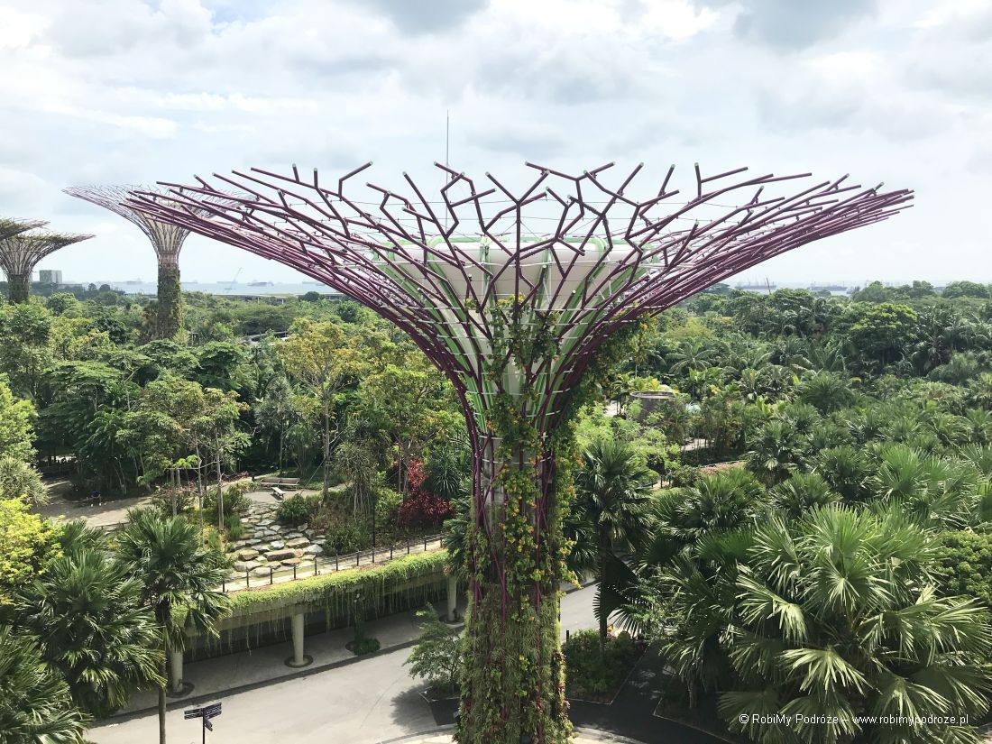 Supertree w Singapurze