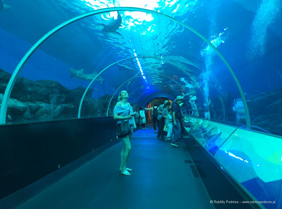 akwarium w Singapurze Plan zwiedzana Singapuru