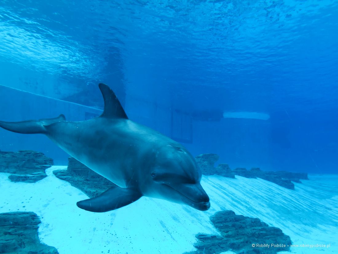 delfin w akwarium w Singapurze