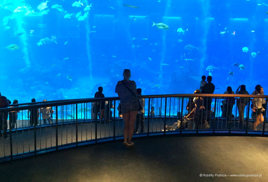 plan zwiedzania Singapuru - akwarium