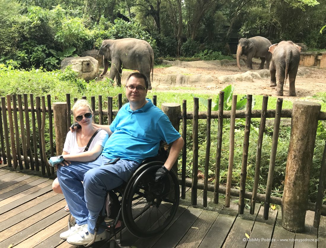 My i słonie w zoo w Singapurze