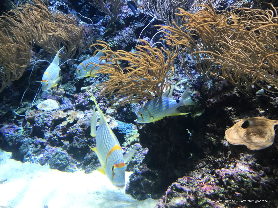 ryby w akwarium