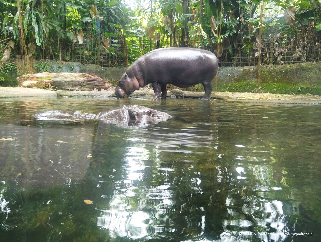 hipopotam Singapur