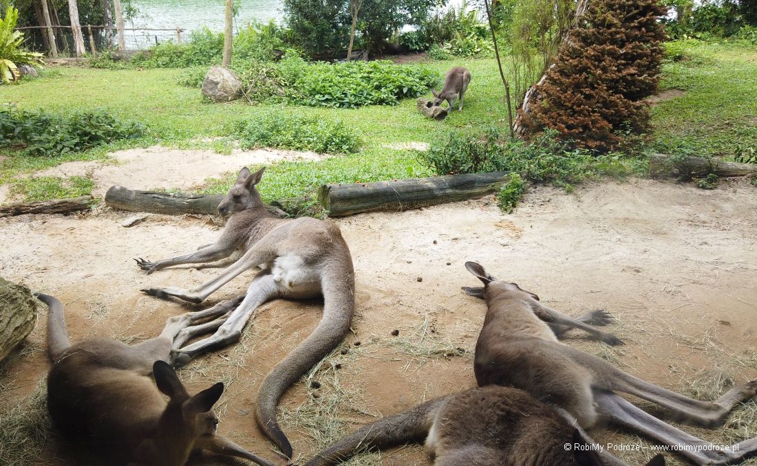 kangury Australazja