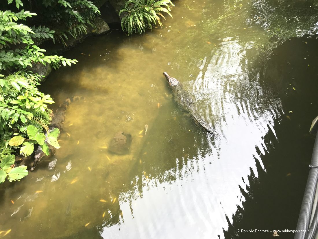 krokodyl Singapur