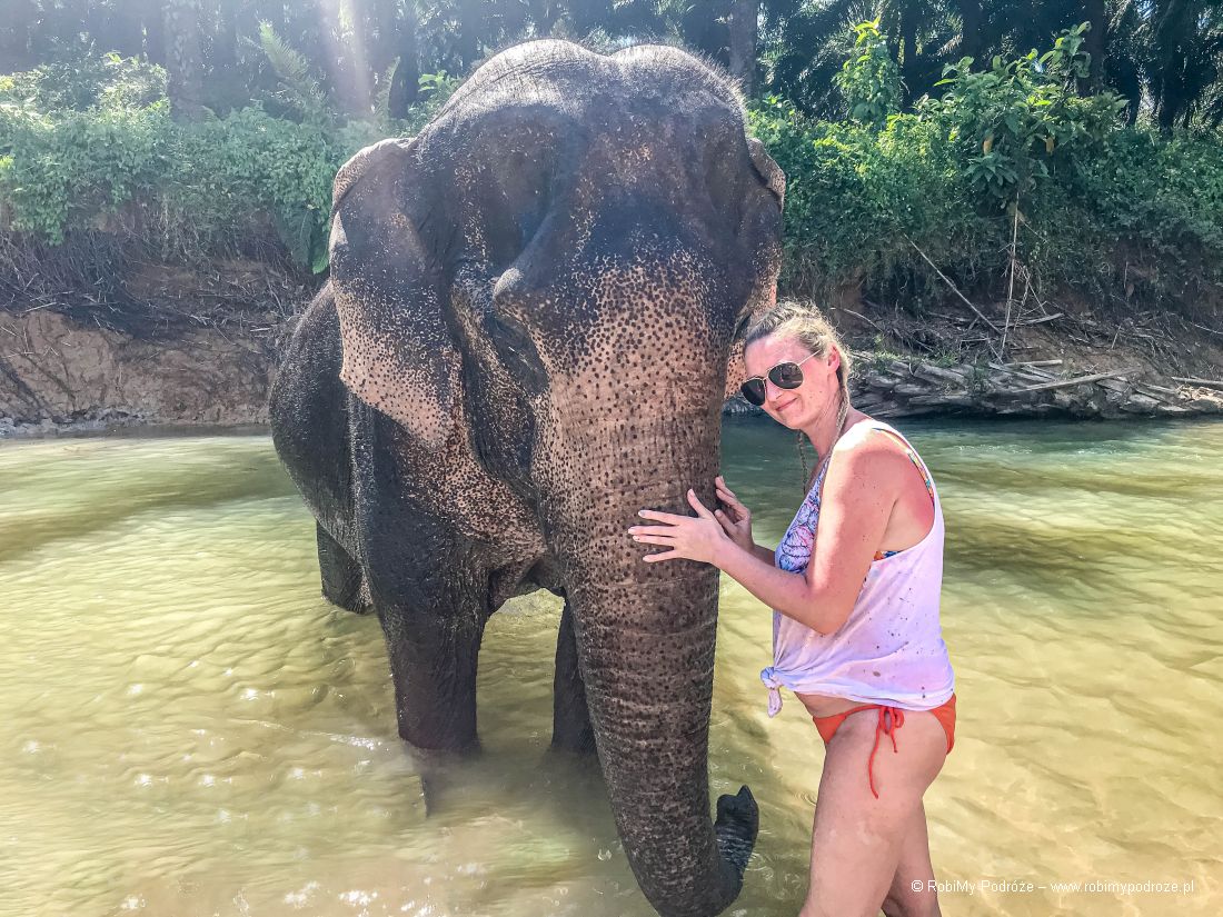 Goha i słoń w Tajlandii