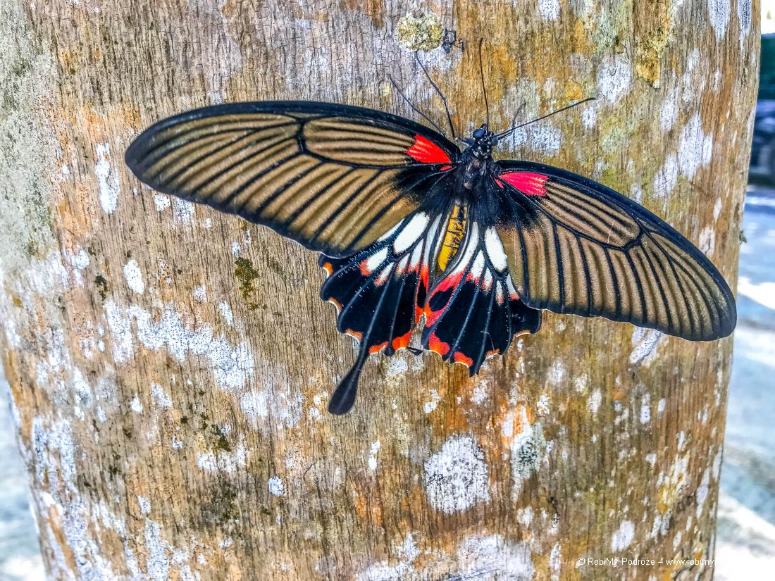 motyl w Tajlandii