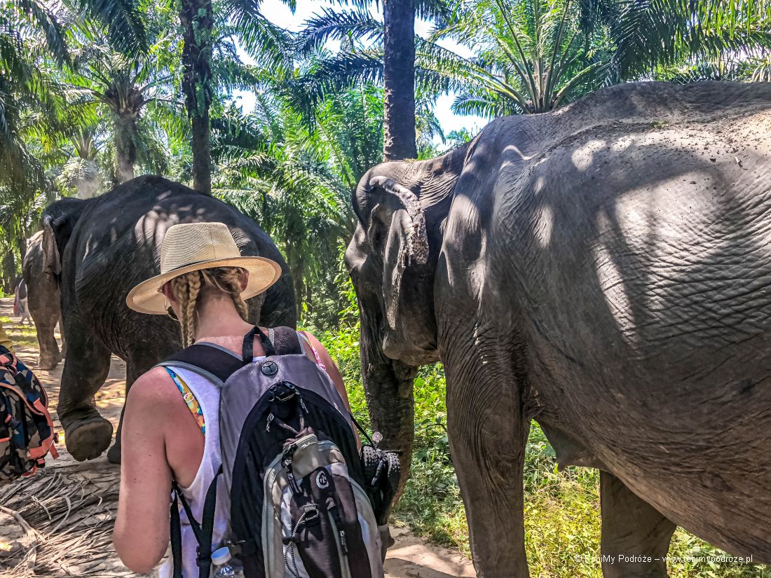 spacer ze słoniami w Tajlandii