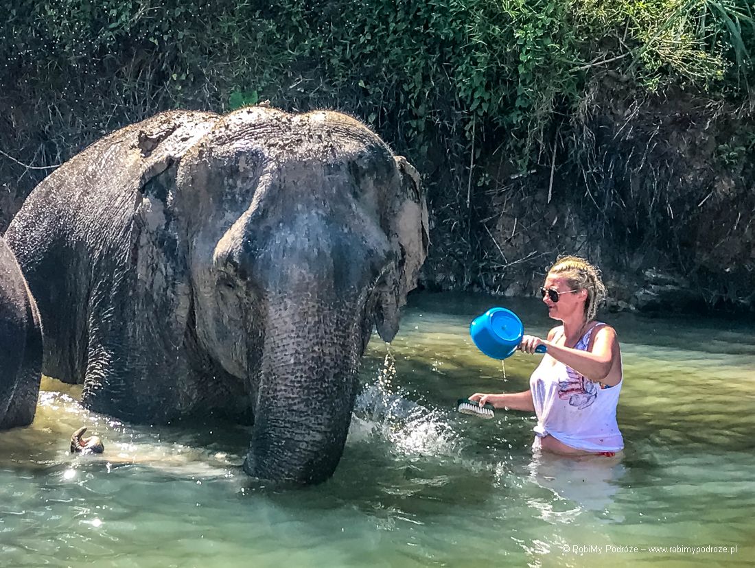 wykąpać słonia w Tajlandii
