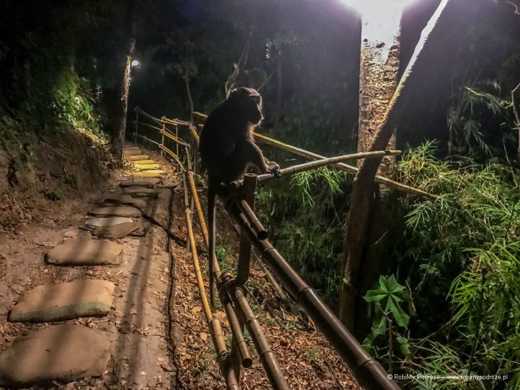 Małpy w Ao Nang