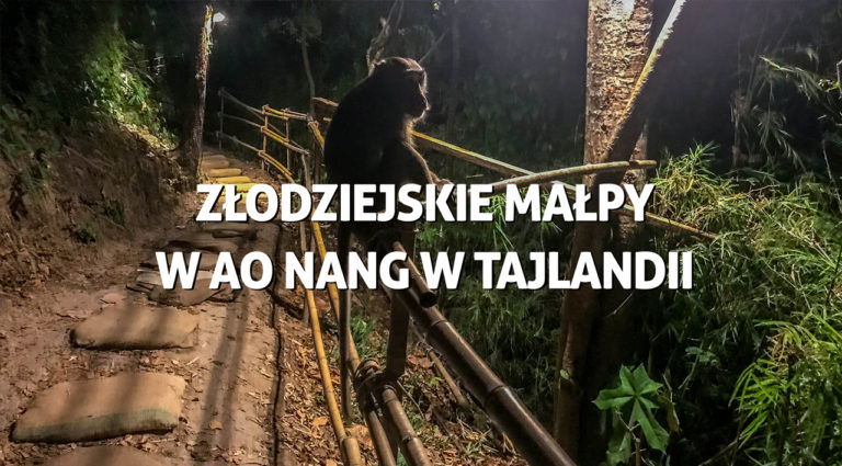 Złodziejskie małpy w Ao Nang w Tajlandii