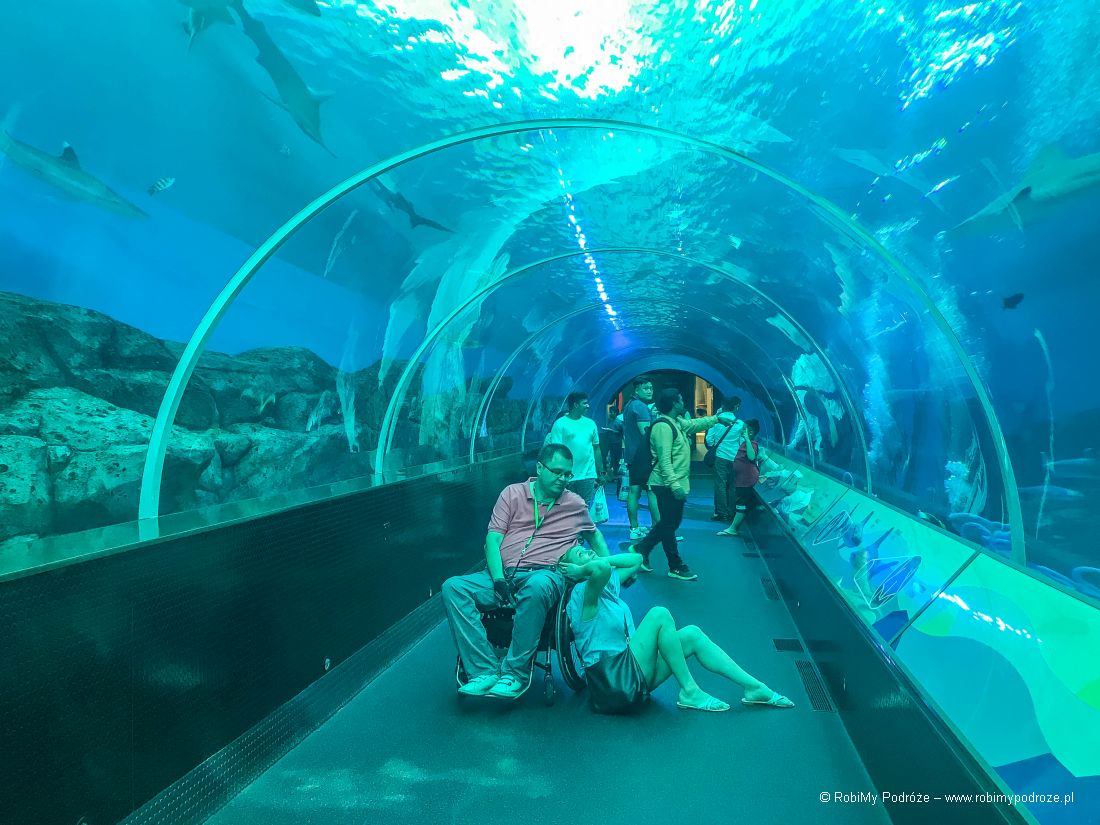 Singapur co zwiedzać - akwarium na Sentosie