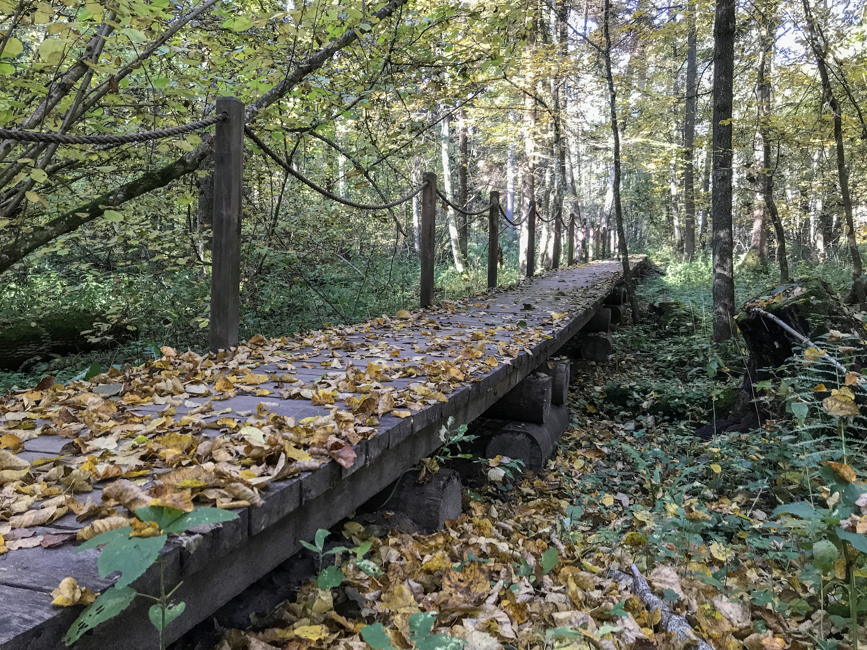 kładka Żebra Żubra w Białowieskim Parku Narodowym