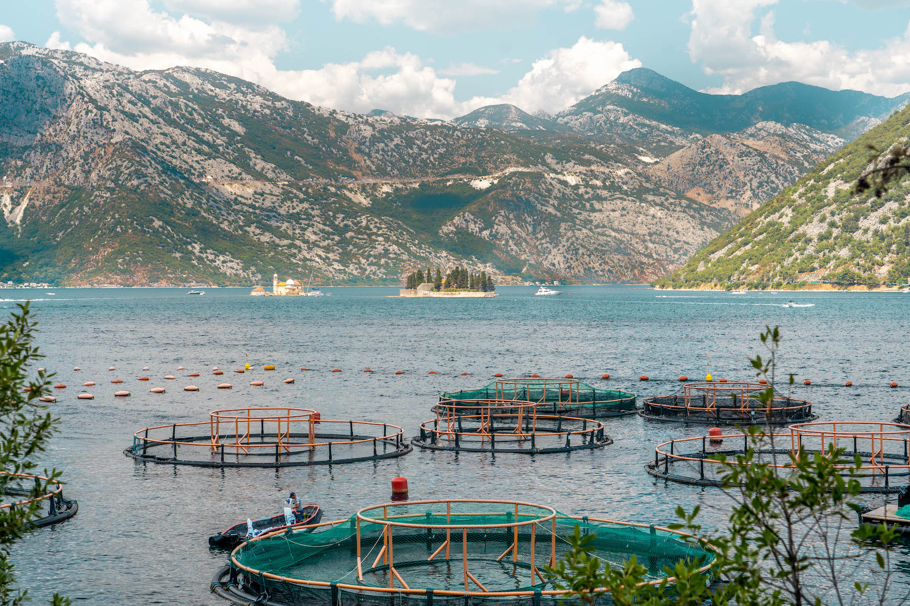 punkt widokowy z wodnej farmy na Zatokę Kotorską w Czarnogórze