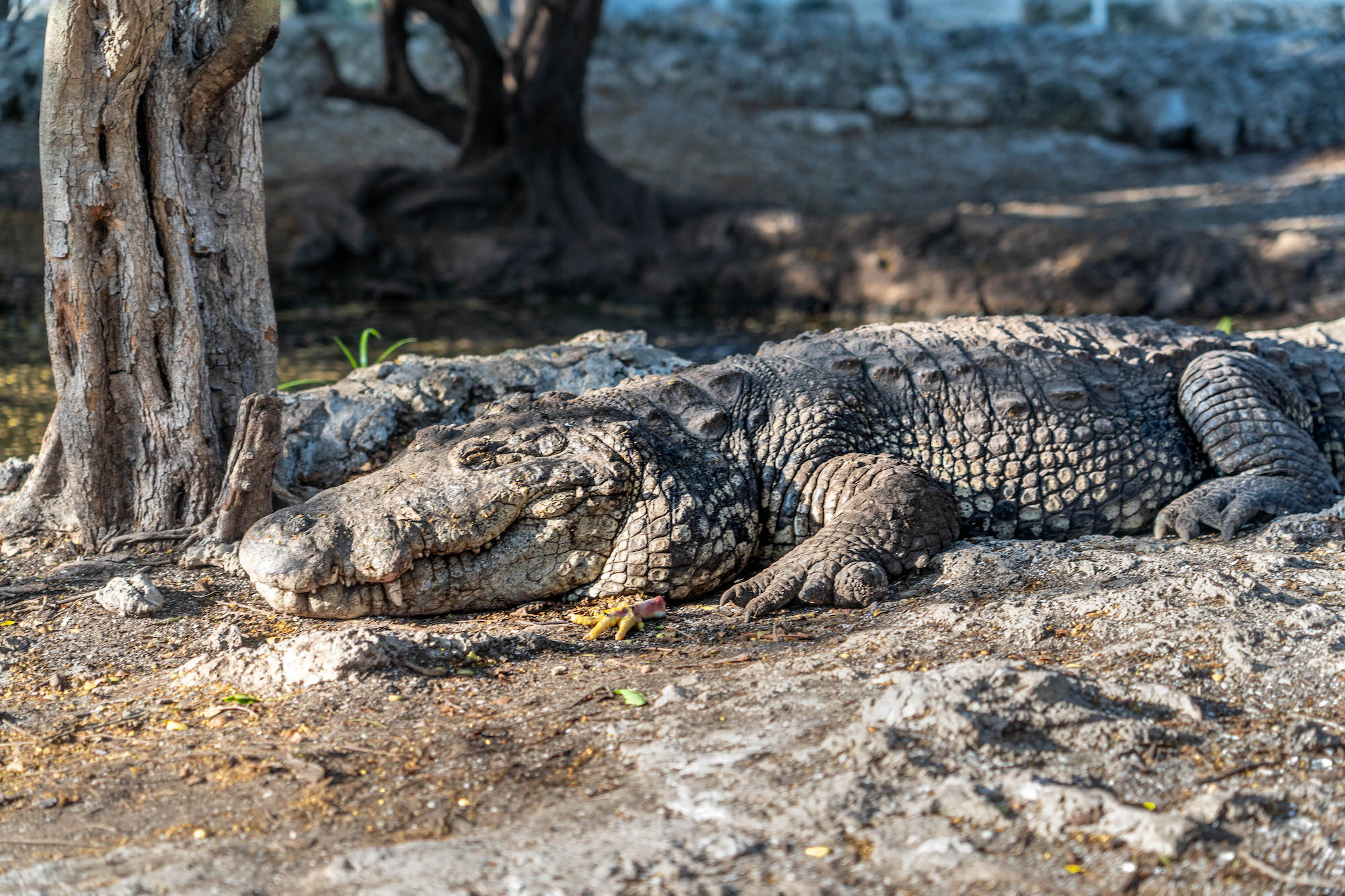 Krokodyl na Jukatanie w Meksyku