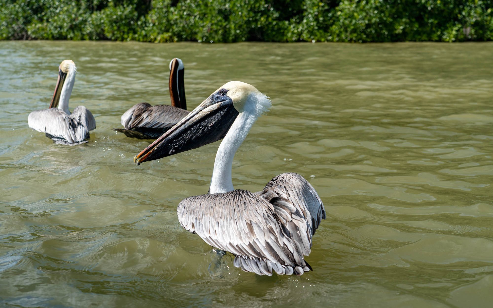 Pelikany na Rio Lagartos