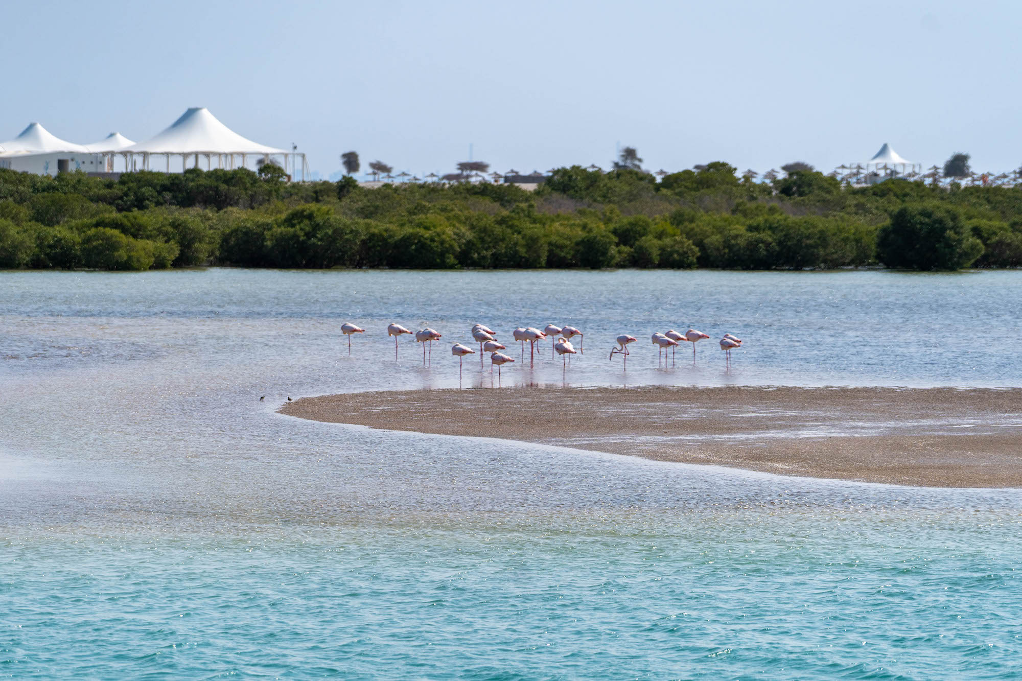 Flamingi na Sir Bani Yas