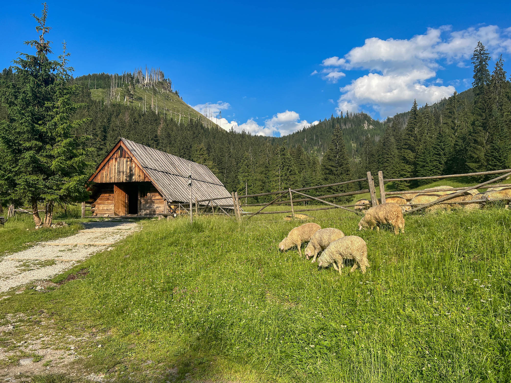 Owce w Tatrach