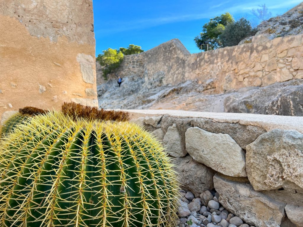 Roślinność na zamku w Alicante