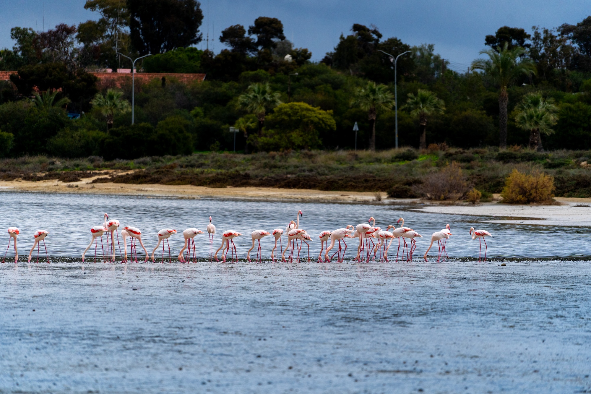 Cypr atrakcje - Flamingi zimą