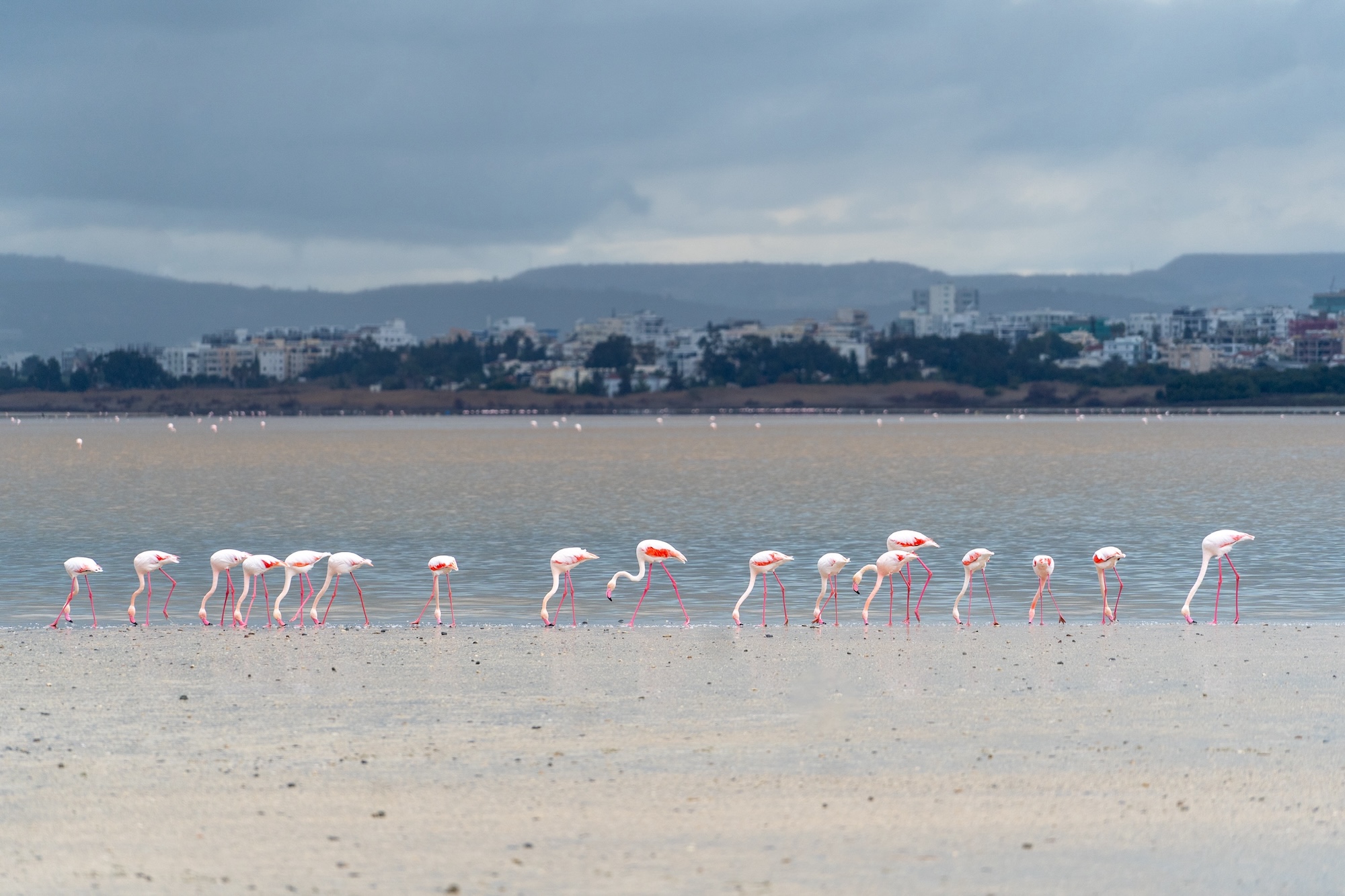 Cypr co zobaczyć zimą flamingi