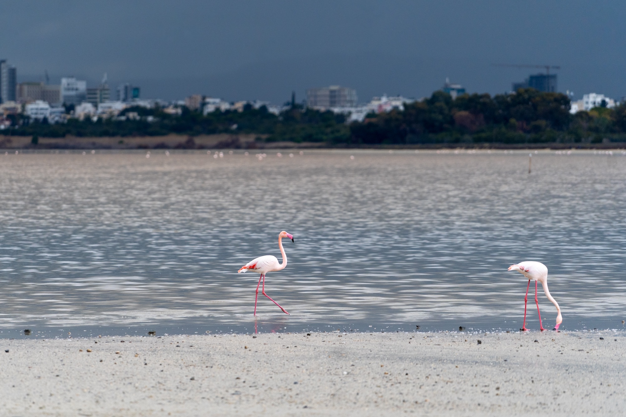 Cypr zimą flamingi