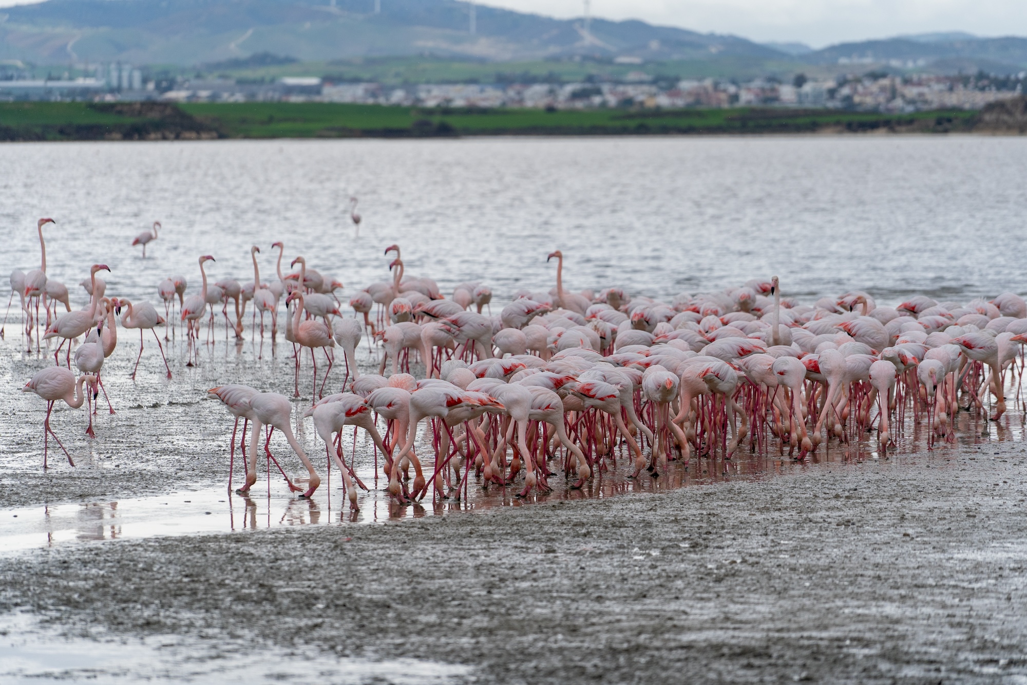 Flamingi na jeziorze solnym w Larnace