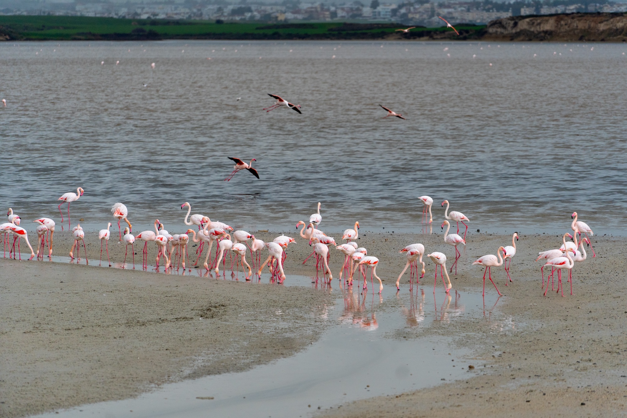 Larnaca flamingi zimą